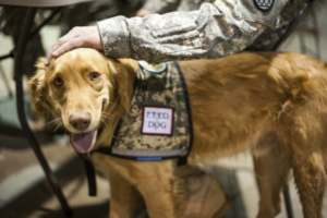 Rosco is a post-traumatic stress disorder companion dog.