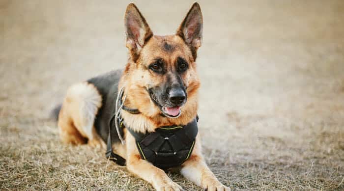 How To Adopt A Military Working Dog
