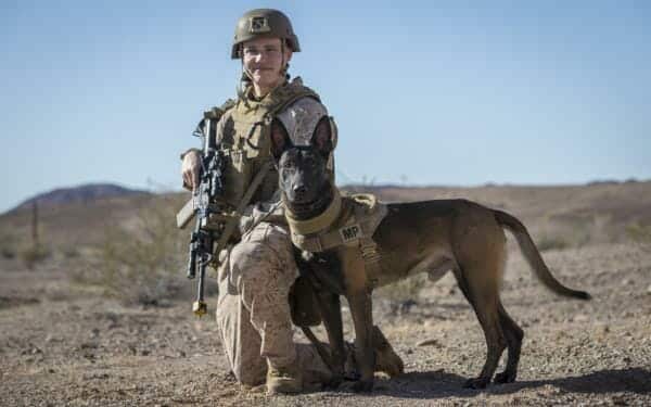 Military War Dogs
