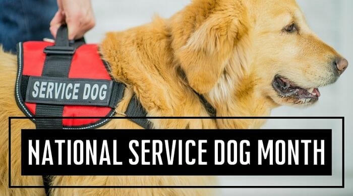 National Service Dog Month
